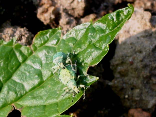 Phyllobius argentatus